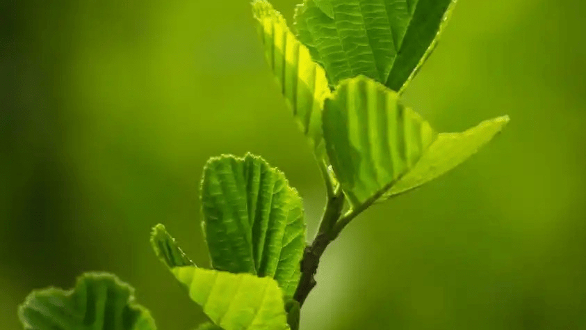 Săptămâna verde și colectarea selectivă